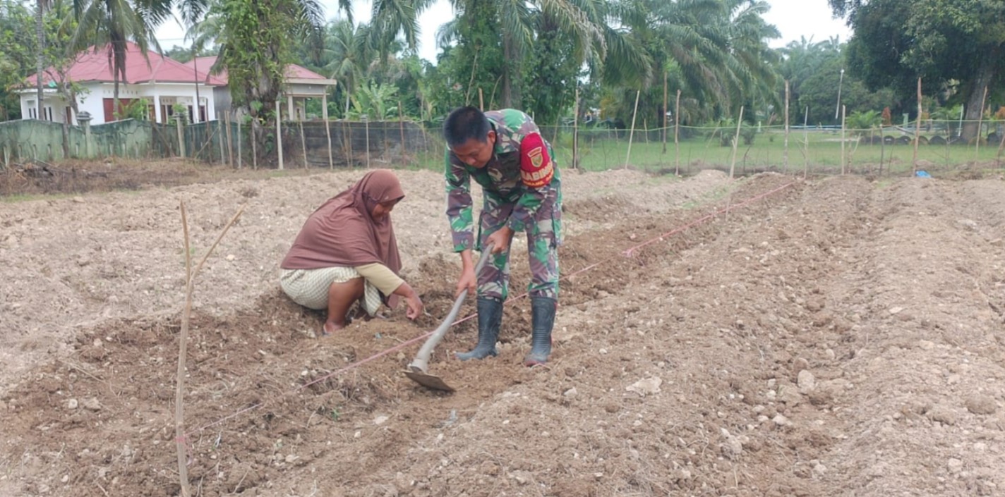 Pendampingan Pertanian Babinsa Sarolangun: Meningkatkan Produktivitas untuk Ketahanan Pangan