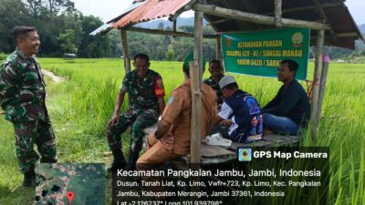 Koramil 420-07/Sei Manau Berperan Aktif dalam Peninjauan dan Pembinaan Lahan ketahanan Pangan komoditi padi sawah