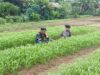 Dukung Ketahanan Pangan, Babinsa Sarolangun Bantu Perawatan Kebun Kangkung di Pulau Buayo