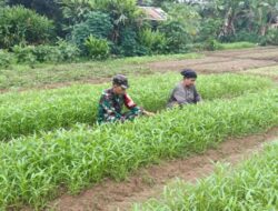 Dukung Ketahanan Pangan, Babinsa Sarolangun Bantu Perawatan Kebun Kangkung di Pulau Buayo