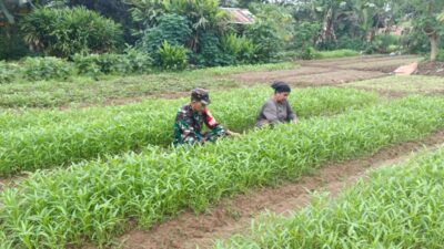 Dukung Ketahanan Pangan, Babinsa Sarolangun Bantu Perawatan Kebun Kangkung di Pulau Buayo