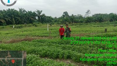 Babinsa Koramil 420-02/Limun Dampingi Petani Desa Payo Lebar Tingkatkan Ketahanan Pangan*