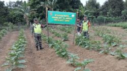 Koramil 420-09/Bangko Kopda Abdullah Laksanakan Pendampingan Petani di Desa Baru Nalo