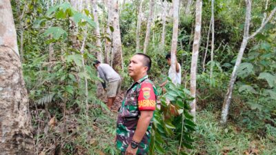 Babinsa Koramil 420-06/Muara Siau Lakukan Monitoring Hutan Desa Air Lago untuk Keberlangsungan Ekosistem