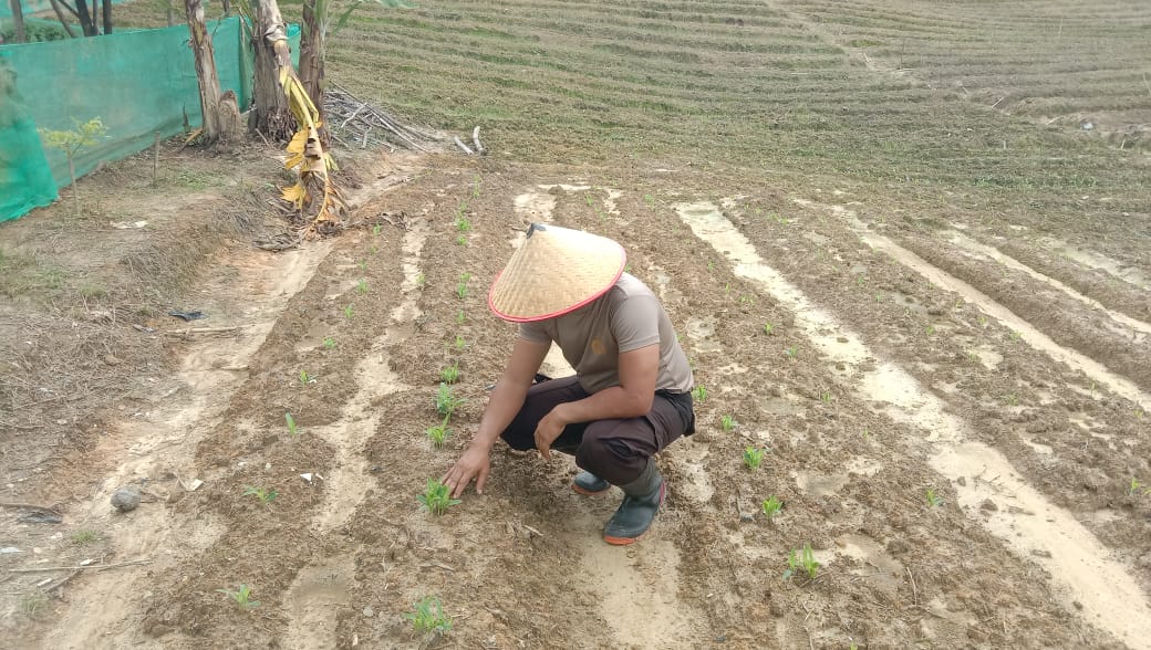 *Polsek Belimbing Pantau Progres Pertumbuhan Jagung dan Perawatan*