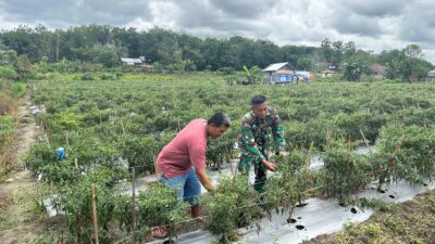 Babinsa Bantu Petani Panen Cabai, Tingkatkan Kesejahteraan Warga Desa