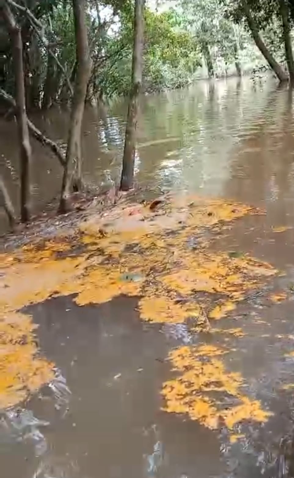 Tumpahan CPO Milik PT MPL Cemari Sungai Hingga Viral,Kades Gonis Tekam Minta Perusahaan Segera Tanggung Jawab