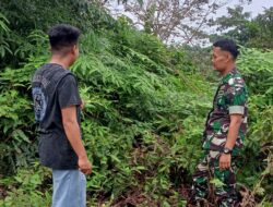 Pemantauan Wilayah Hutan Desa Lubuk Birah: Babinsa Serda Habibul Muin Pastikan Keamanan dan Kelestarian Alam
