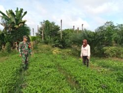 Kepedulian Babinsa Koramil 420-04/Sarolangun Terhadap Masyarakat, Melalui Perawatan Tanaman Kangkung di Desa Sukajadi*