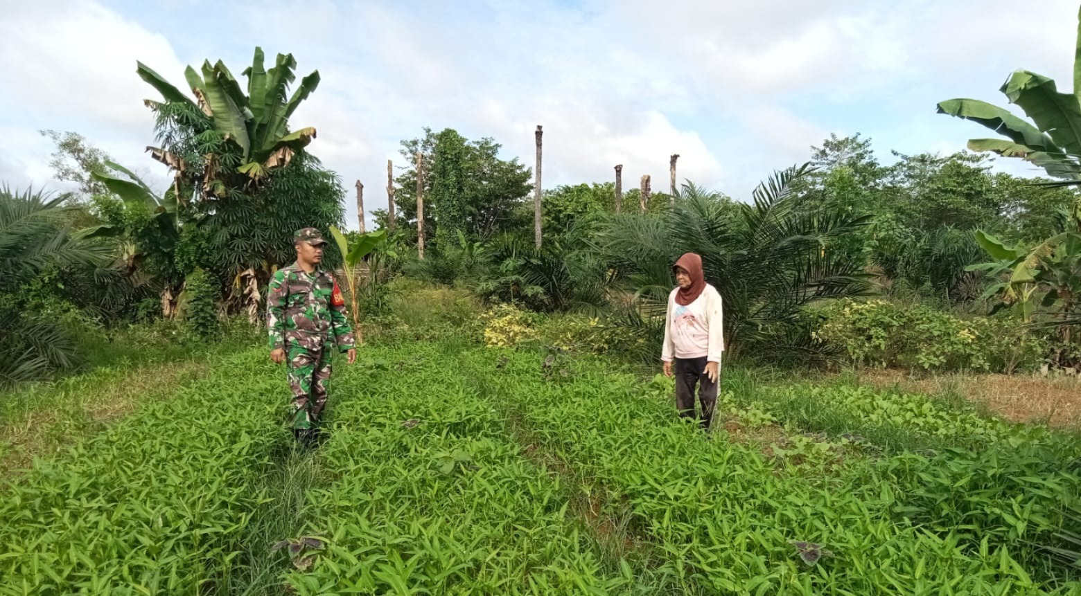 Kepedulian Babinsa Koramil 420-04/Sarolangun Terhadap Masyarakat, Melalui Perawatan Tanaman Kangkung di Desa Sukajadi*