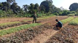 Babinsa Bantu Petani Rawat Tanaman Bayam Di Desa Binaan