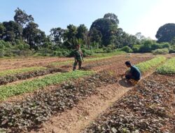 Babinsa Bantu Petani Rawat Tanaman Bayam Di Desa Binaan