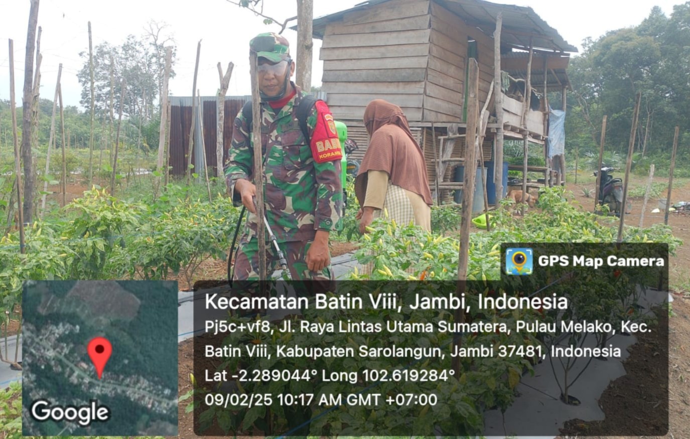 Laksanakan Pendampingan di Lahan Produktif Tanaman Cabai di Desa Pulau Moelako*