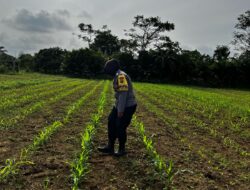 Bhabinkamtibmas Polsek Muaro Bungo Edukasi dan Tinjau Lahan Jagung Program Ketahanan Pangan.