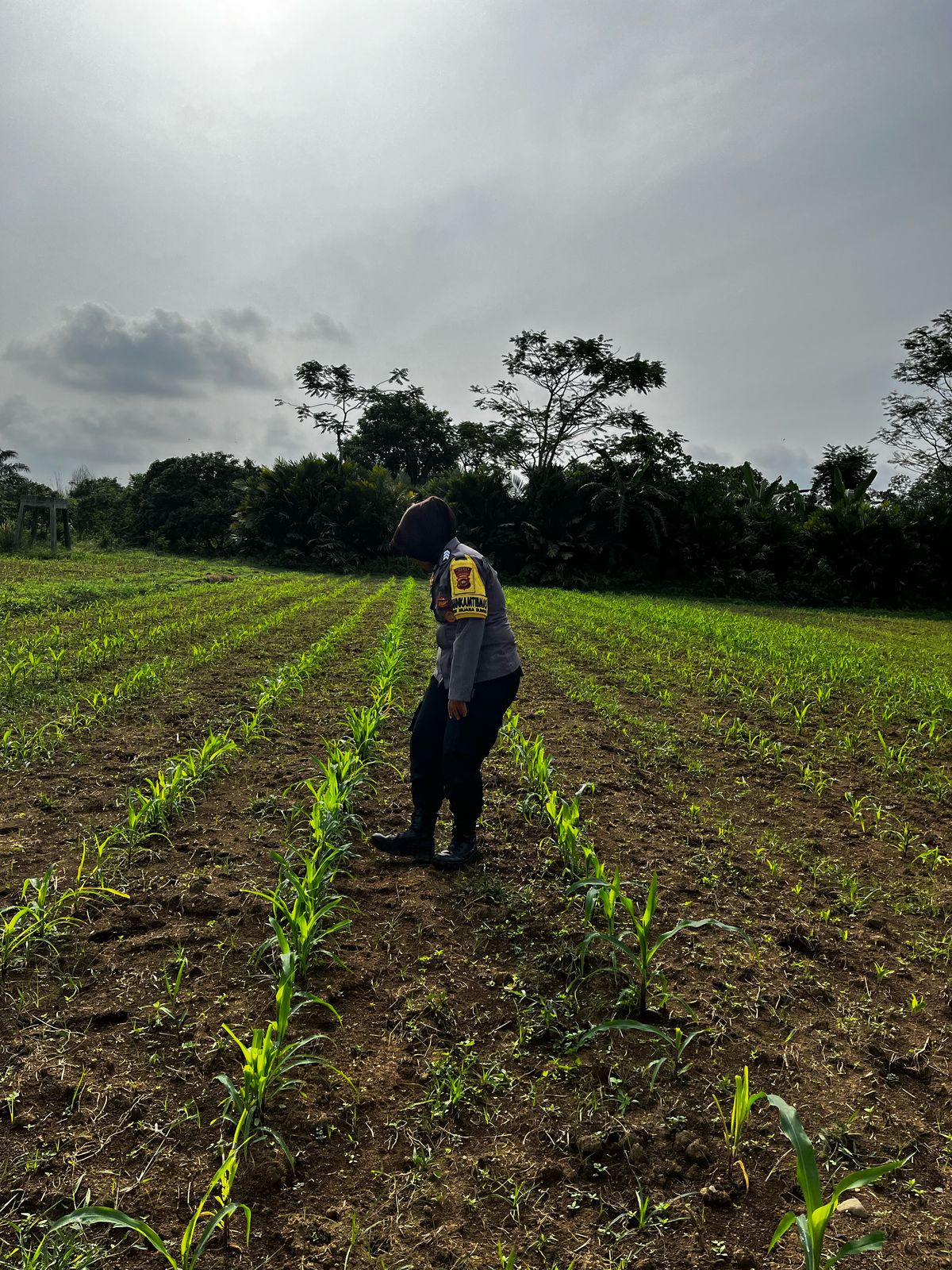 Bhabinkamtibmas Polsek Muaro Bungo Edukasi dan Tinjau Lahan Jagung Program Ketahanan Pangan.