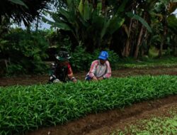 Babinsa Bantu Petani Rawat Dan Membersihkan Gulma Tanaman Kangkung