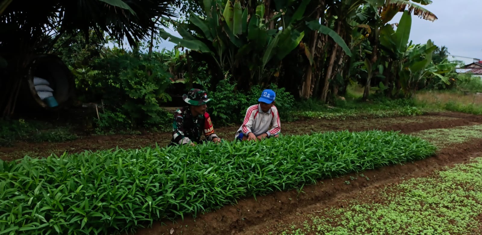 Babinsa Bantu Petani Rawat Dan Membersihkan Gulma Tanaman Kangkung