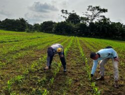 Polsek Muaro Bungo Bersama Ketua kelompok Laksanakan Pengecekan Perkembangan Tanaman Jagung