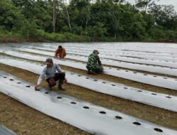 Babinsa Koramil 420-08/Tabir Dukung Program Ketahanan Pangan dengan Penanaman Cabe Rawit di Desa Sido Harjo