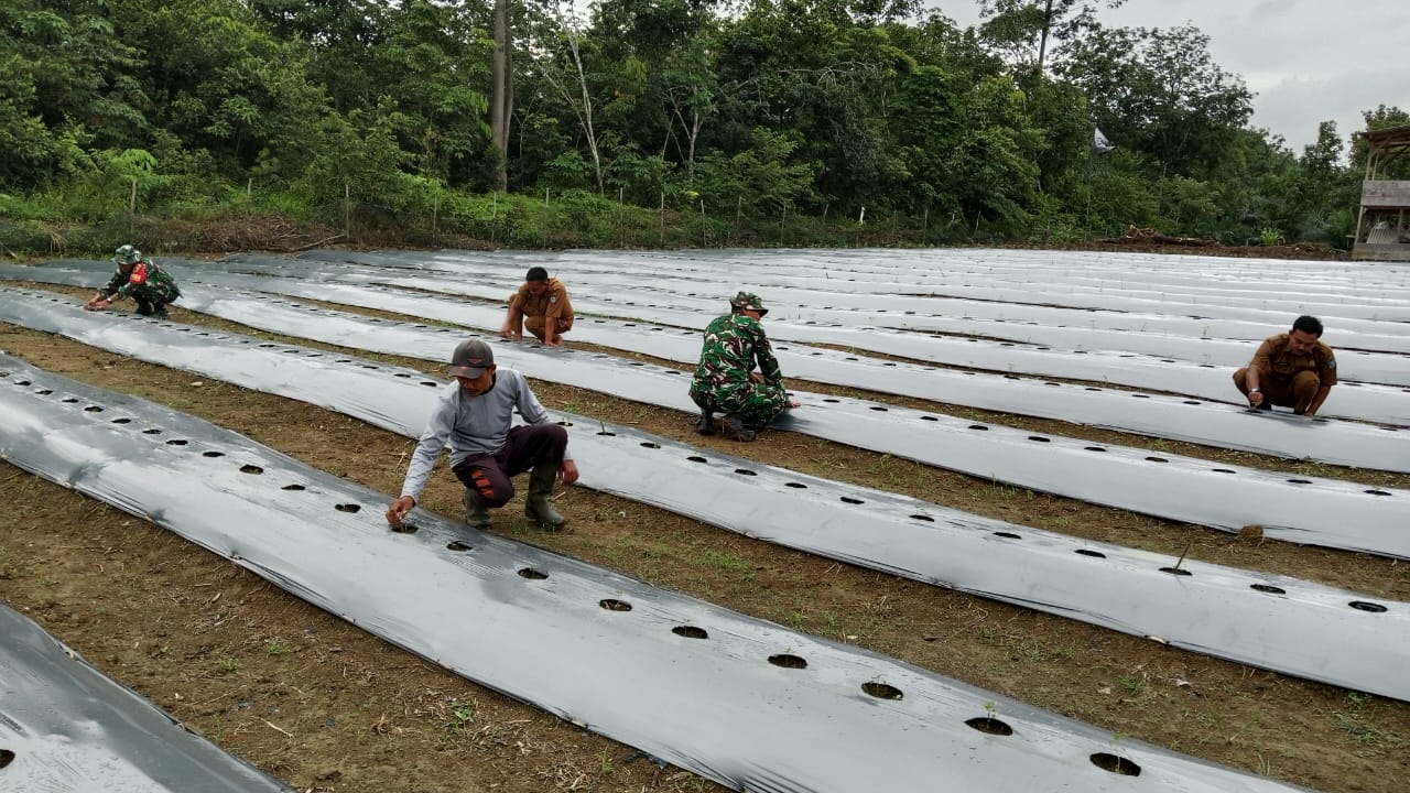 Babinsa Koramil 420-08/Tabir Dukung Program Ketahanan Pangan dengan Penanaman Cabe Rawit di Desa Sido Harjo