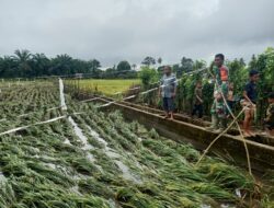 Serda M. Deni Bersama Lurah, Wakil Ketua LPM, dan Ketua Poktan Pantau Sawah Terdampak Banjir di Poktan Rantau Bayur