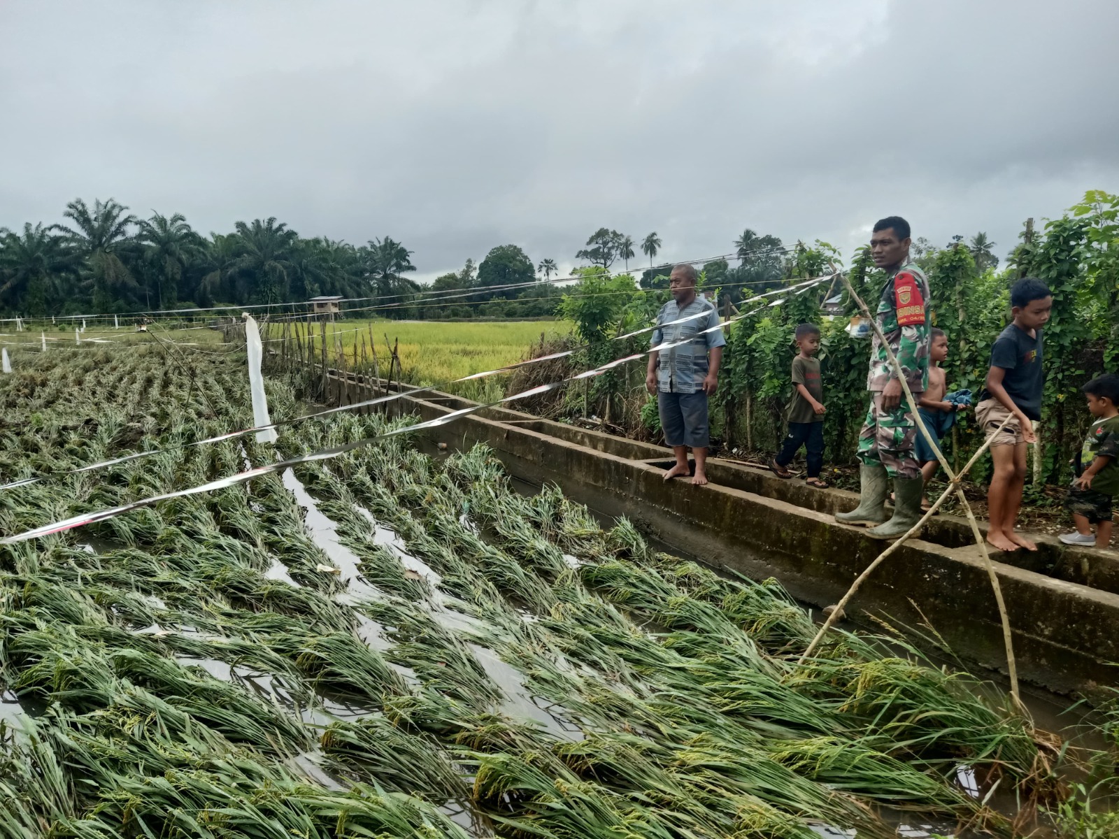 Serda M. Deni Bersama Lurah, Wakil Ketua LPM, dan Ketua Poktan Pantau Sawah Terdampak Banjir di Poktan Rantau Bayur