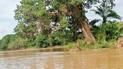 Sempat Tertahan Arus Balik 15 Km,3 jam Sebelum Muara Sungai Merangin di Sungai Tembesi Batu Kucing,36 jam Boakit Merangin Ka Jambi Memasuki Sungai Tembesi