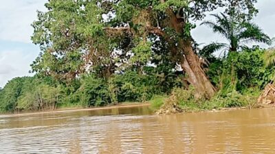 Sempat Tertahan Arus Balik 15 Km,3 jam Sebelum Muara Sungai Merangin di Sungai Tembesi Batu Kucing,36 jam Boakit Merangin Ka Jambi Memasuki Sungai Tembesi