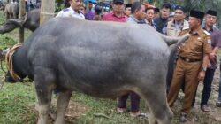 Wabup H A Khafid Buka Festival Memantai Adat  Sambut Ramadhan, Lebih dari 60 Ekor Kerbau Dipotong Secara Massal