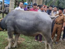 Wabup H A Khafid Buka Festival Memantai Adat  Sambut Ramadhan, Lebih dari 60 Ekor Kerbau Dipotong Secara Massal