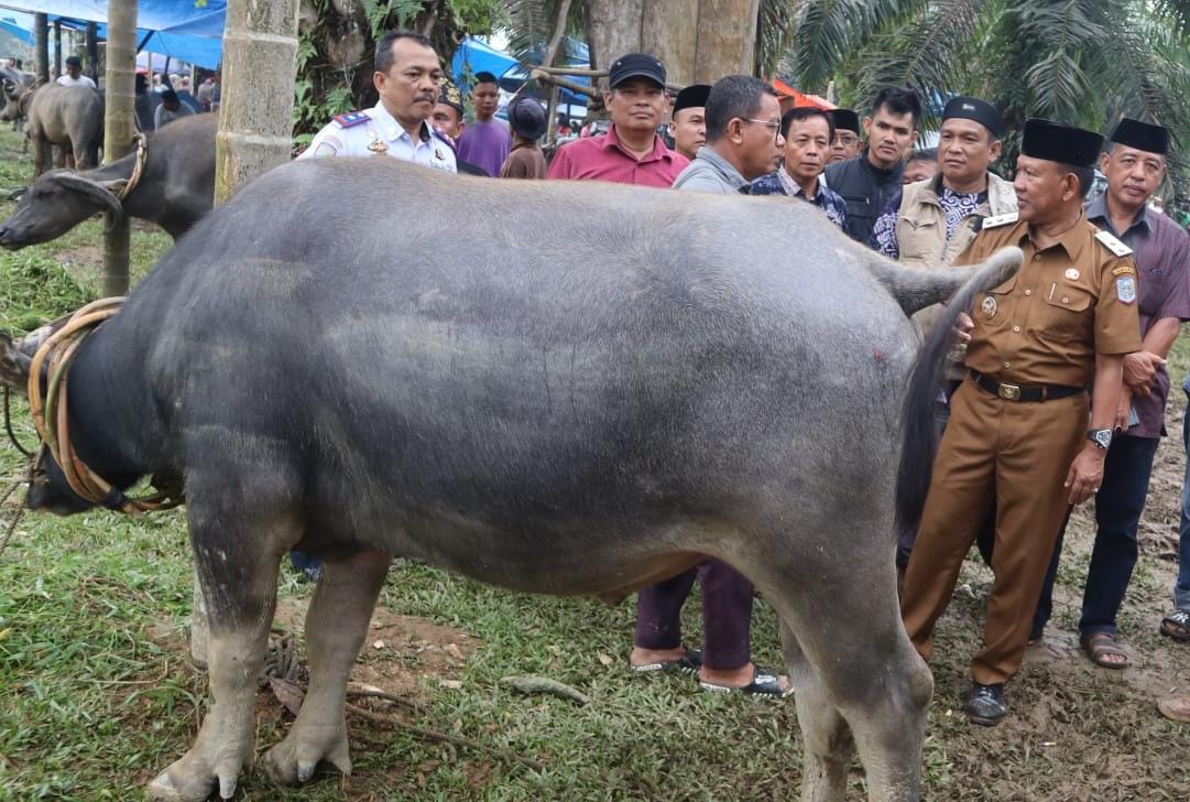 Wabup H A Khafid Buka Festival Memantai Adat  Sambut Ramadhan, Lebih dari 60 Ekor Kerbau Dipotong Secara Massal