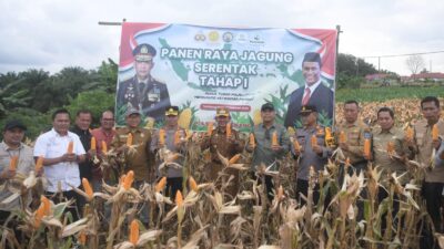 Wabup H A Khafid Bersama Kapolres Panen Raya Jagung tahap Pertama Program Ketahanan Pangan Asta Cita Prabowo-Gibran