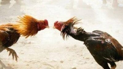 Diduga Kapolsek Perbaungan AKP Sunipan Gurusinga Terima Setoran Dari Judi Sabung Ayam