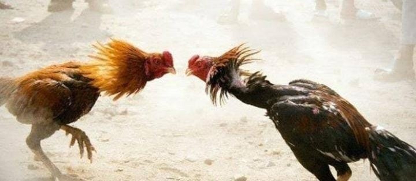 Diduga Kapolsek Perbaungan AKP Sunipan Gurusinga Terima Setoran Dari Judi Sabung Ayam