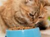 Kucing Tidak Mau Makan? Coba 7 Tips Ini dan Pilihan Makanan Kucing yang Tepat