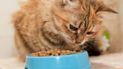 Kucing Tidak Mau Makan? Coba 7 Tips Ini dan Pilihan Makanan Kucing yang Tepat