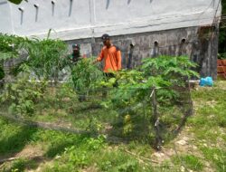 Meningkatkan Ketahanan Pangan Babinsa Mendampingi Petani Dalam Perawatan Tanaman Cabe Dan Terong Di Desa Binaan                                                    