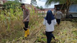 Hasil Panen Sayur Ketahanan Pangan Polsek Pauh Penuhi sebagian Kebutuhan Dapur Lapangan Polri Untuk Masyarakat