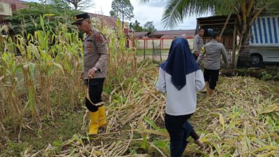 Hasil Panen Sayur Ketahanan Pangan Polsek Pauh Penuhi sebagian Kebutuhan Dapur Lapangan Polri Untuk Masyarakat