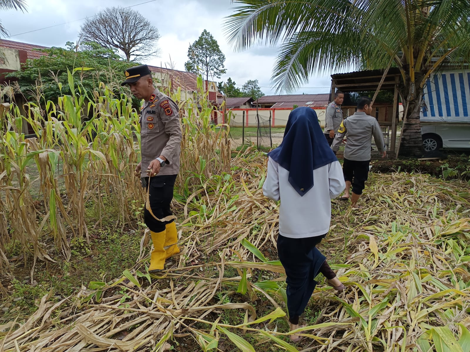 Hasil Panen Sayur Ketahanan Pangan Polsek Pauh Penuhi sebagian Kebutuhan Dapur Lapangan Polri Untuk Masyarakat