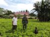 Dampingi Petani Perawatan Tanaman Kacang Tanah dan Kacang Panjang di Desa Baru*