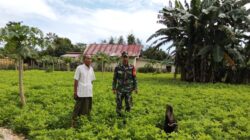 Dampingi Petani Perawatan Tanaman Kacang Tanah dan Kacang Panjang di Desa Baru*