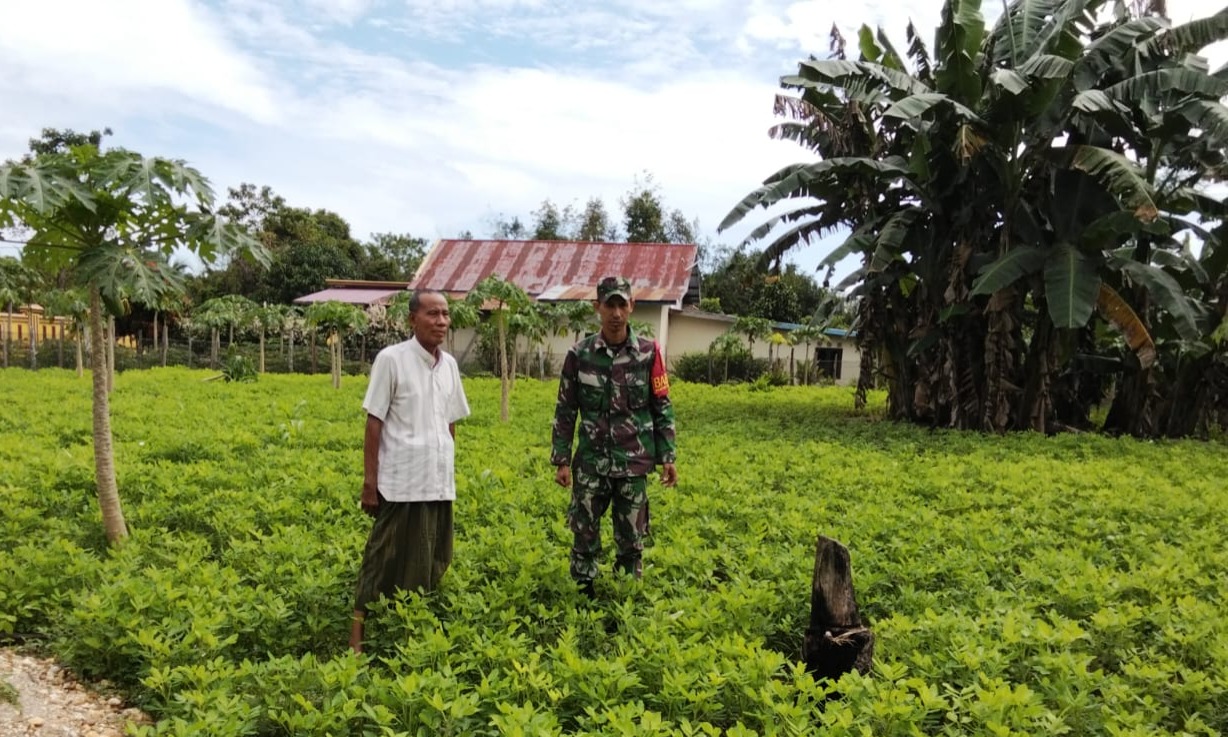 Dampingi Petani Perawatan Tanaman Kacang Tanah dan Kacang Panjang di Desa Baru*