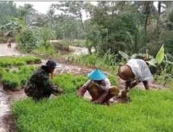 Dukung Program Ketahanan Pangan Babinsa Bantu Petik Padi*