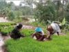 Dukung Program Ketahanan Pangan Babinsa Bantu Petik Padi