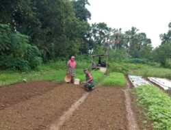 Babinsa Sukasari Bantu Petani penanaman bibit