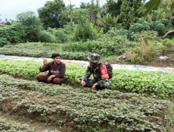 Perkuat Hanpangan di Wilayah Binaannya Babinsa Laksanakan Pendampingan
