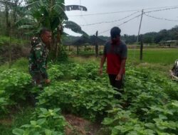 Dukung program ketahanan pangan, Babinsa Koramil 420-09/Bangko, Kodim 0420/Sarko Pelda Yuliadi Pendampingan dan Bantu Petani sayur