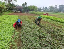 Tingkatkan Ketahanan Pangan, Babinsa Sarolangun Bantu Perawatan Tanaman Bayam