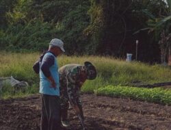 Ucapan Terima Kasih Petani untuk Babinsa, Bukti Kehadiran TNI Dalam Pendampingan Ketahanan Pangan
